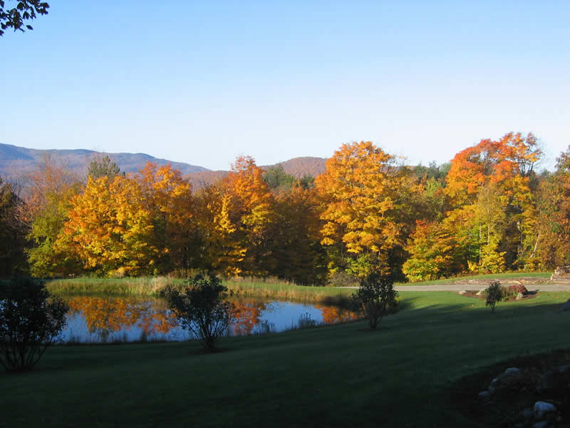 fall foliage maple trees
